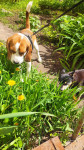 Читатели Myslo поделились фотографиями собак, Фото: 44