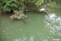 Загрязнение прудв в Платоновском парке, Фото: 7