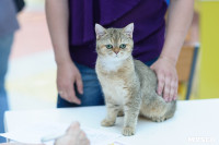 Выставка кошек клуба "Белиссима", Фото: 59