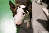Выставка собак в Туле 24.11, Фото: 135