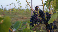 Виноград с южных склонов Дубны: как работает необычная семейная ферма в Тульской области, Фото: 54