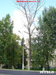 «Сушняк-2019 Тула». Городской хит-парад засохших деревьев, Фото: 25