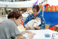 Выставка кошек клуба "Белиссима", Фото: 27
