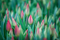 Как выращивают тюльпаны, Фото: 35