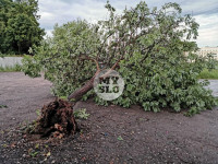Ветер повалил деревья в Туле, Фото: 14