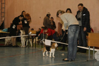 В Туле прошла всероссийская выставка собак, Фото: 40