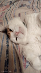 Коты наших подписчиков, Фото: 20