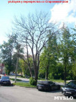 «Сушняк-2019 Тула». Городской хит-парад засохших деревьев, Фото: 113