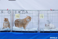 Выставка кошек в Туле, Фото: 60