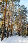 Снежное Поленово, Фото: 13