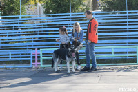 Выставка собак в Туле, Фото: 2