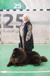 Выставка собак, Фото: 59