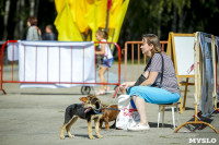 В Центральном парке Тулы проходит фестиваль помощи животным, Фото: 5