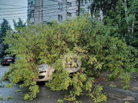 Поваленные деревья на ул. Пузакова, Фото: 20