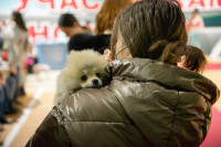 В Туле прошла выставка собак всех пород, Фото: 126
