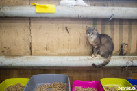 Волонтеры спасли кошек из адской квартиры, Фото: 30