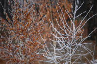 Тульский ноябрь, Фото: 11