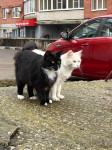 Коты наших подписчиков, Фото: 70