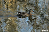 На пруду в тульском Скуратово поселились редкие птицы, Фото: 4