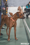 Выставка собак в Туле 26.01, Фото: 74