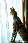 Бэби-леопард дома: зачем туляки заводят диких сервалов	, Фото: 13