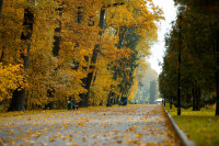 Золотая осень в Центральном парке, Фото: 20