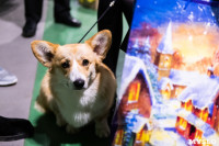 Выставка собак в Туле 24.11, Фото: 118