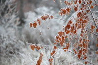 Тульский ноябрь, Фото: 2