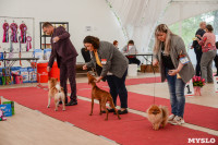 выставка собака, Фото: 117