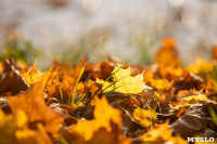 Золотая осень по-тульски, Фото: 108