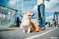 Всероссийская выставка собак в Туле: серьезные сенбернары, изящные пудели и милые шпицы, Фото: 28