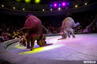Цирк Инди Ра, Фото: 85