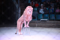 Новая программа в Тульском цирке «Нильские львы». 12 марта 2014, Фото: 2