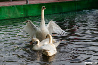 Запуск лебедей в верхний пруд Центрального парка Тулы, Фото: 29