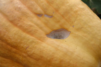 Гигантские тыквы из урожая семьи Колтыковых, Фото: 23