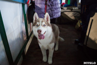 Выставка собак в Туле, Фото: 14