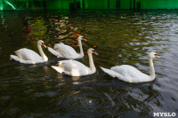 Запуск лебедей в верхний пруд Центрального парка Тулы, Фото: 25