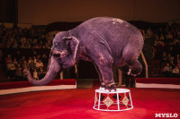 «Шоу Слонов» в Тульском цирке, Фото: 22