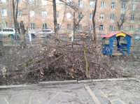 Сильный ветер в Туле повалил деревья, Фото: 6