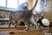 Волонтеры спасли кошек из адской квартиры, Фото: 36