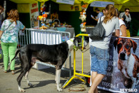 В Центральном парке Тулы проходит фестиваль помощи животным, Фото: 3