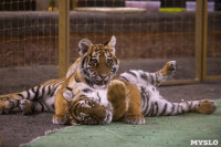 Фитнес для тигрят: как воспитываются будущие звезды цирка?, Фото: 36