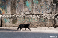 Тульские котики, Фото: 76