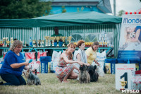 Всероссийская выставка собак в Туле, Фото: 84