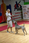 В Туле прошла выставка собак всех пород, Фото: 130