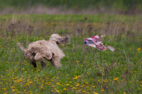 В Туле состоялись собачьи бега, Фото: 10
