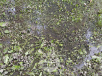 Дворы на Красноармейском проспекте затопило нечистотами, Фото: 14