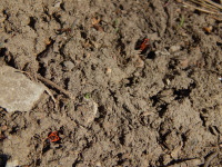 Но жуки-червяки
 Испугалися,
 По углам, по щелям
 Разбежалися:, Фото: 8