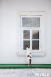 Коты и кошки в Туле, Фото: 28