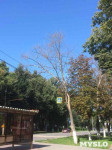 «Сушняк-2019 Тула». Городской хит-парад засохших деревьев, Фото: 203